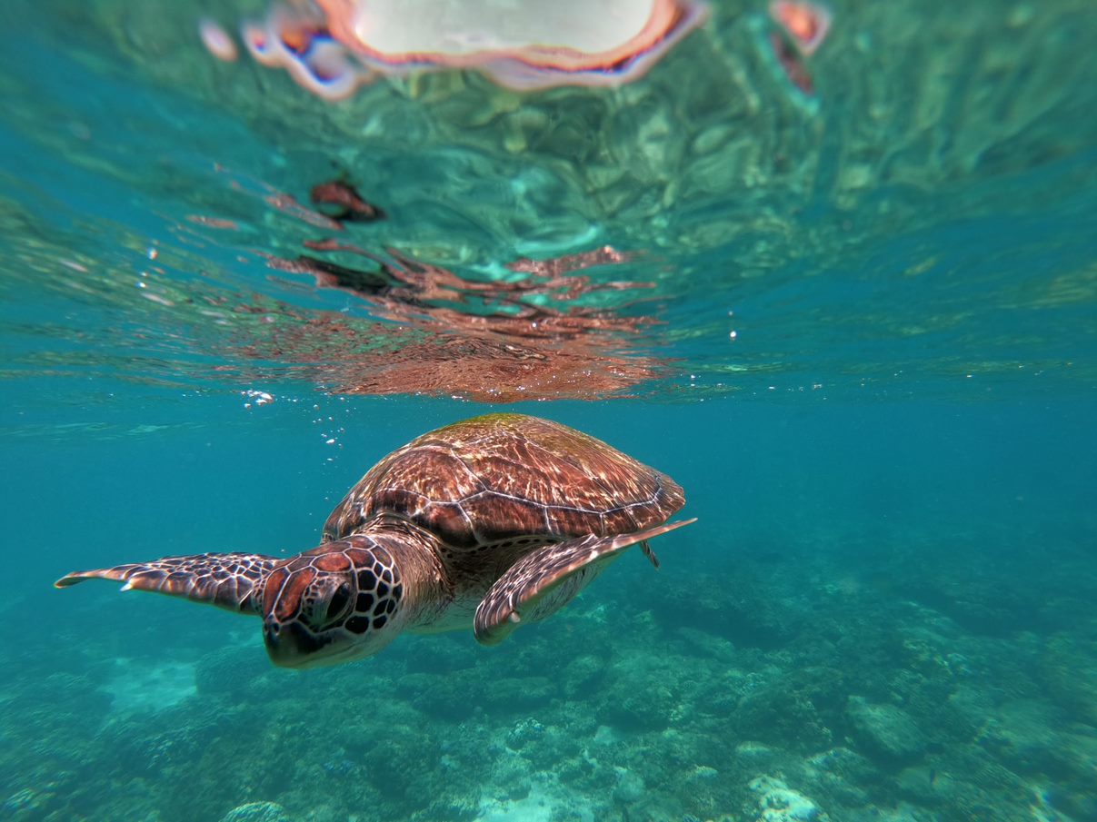 Photo 7 of 8 from Half Day Snorkeling Trip