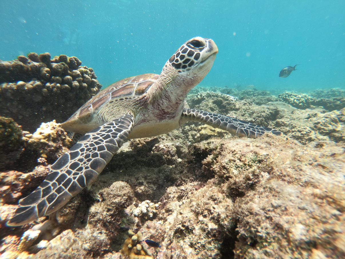 Photo 8 of 8 from Half Day Snorkeling Trip